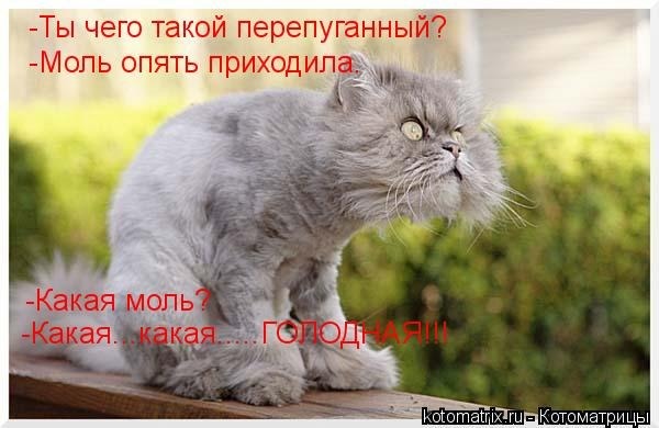 http://content.foto.my.mail.ru/community/cats-dogs1/_groupsphoto/h-42678.jpg
