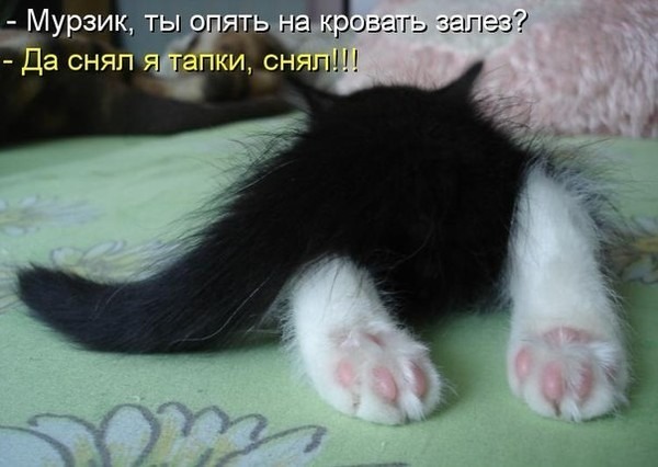http://content.foto.my.mail.ru/community/cats-dogs1/_groupsphoto/h-42694.jpg