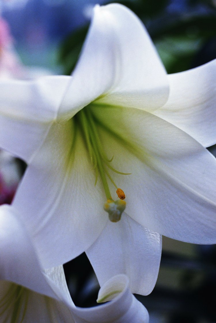 фото белые лилии крупным планом