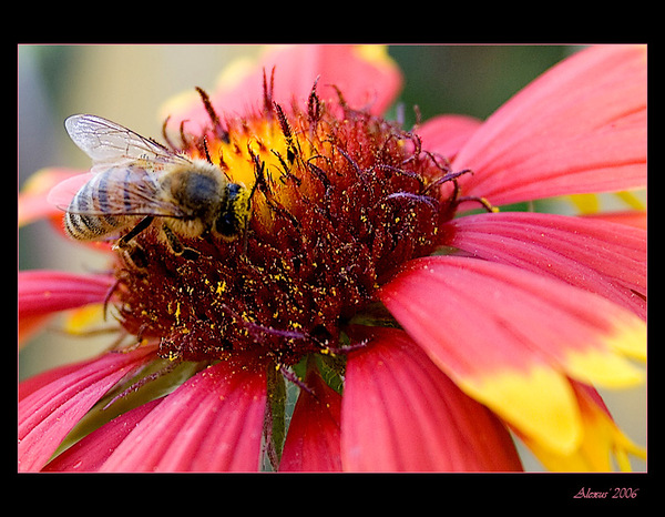 пчела и цветок