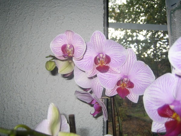  Phalaenopsis Washington