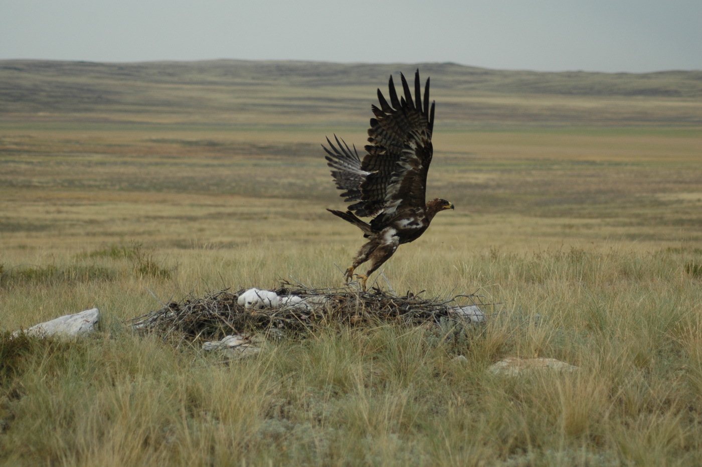 Орел гнездо Астраханской области