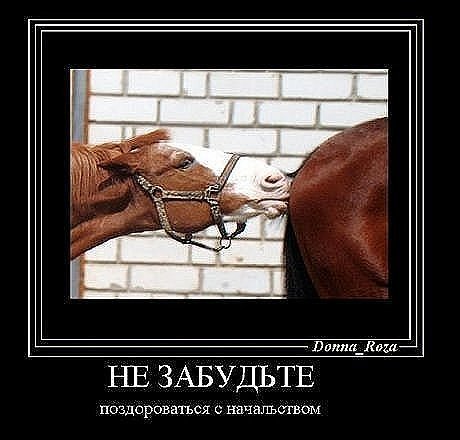 жир на животе признали полезным жир на животе признали полезным