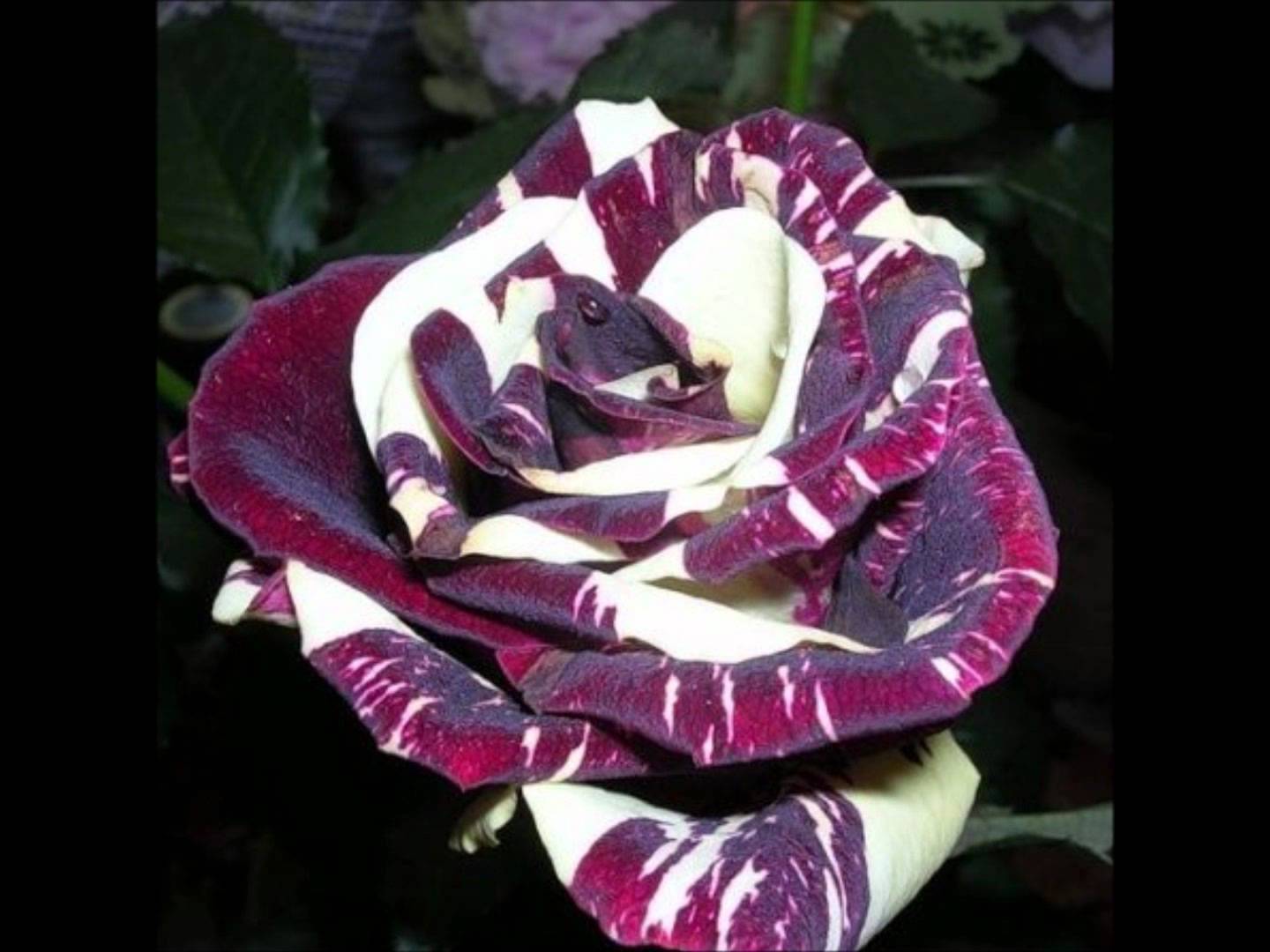 Самые редкие розы в мире