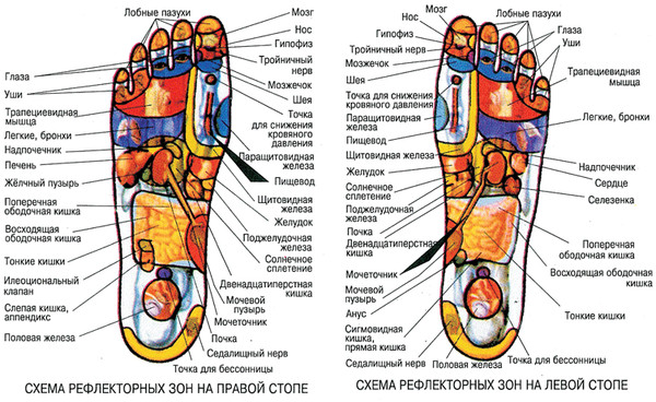 Органы на стопе человека фото с названиями у женщин