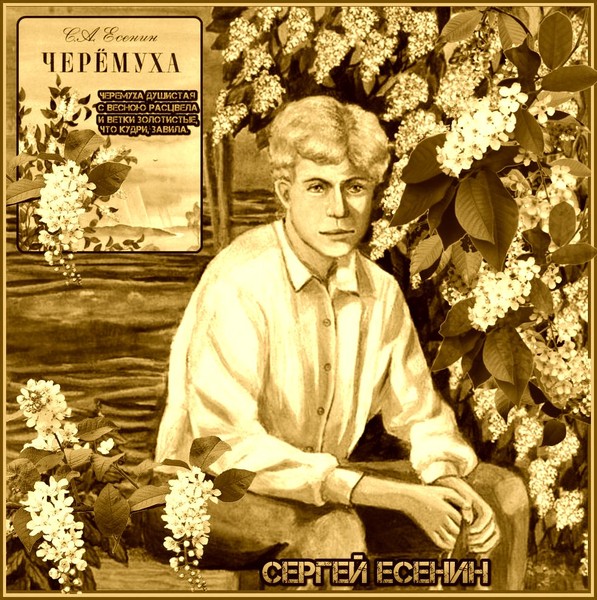 С есенин черемуха картинки