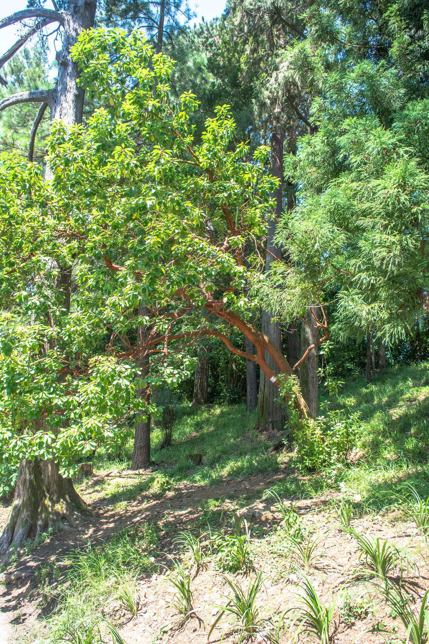 h-1141.jpg