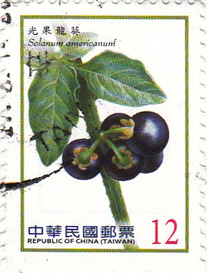 Solanum americanum 12