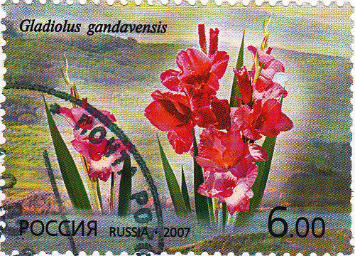 2007 Gladiolus gandavensis 6