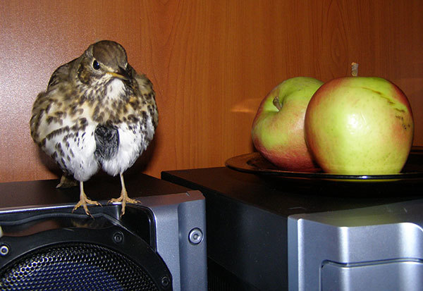 http://content.foto.my.mail.ru/mail/hummel9/304/h-307.jpg