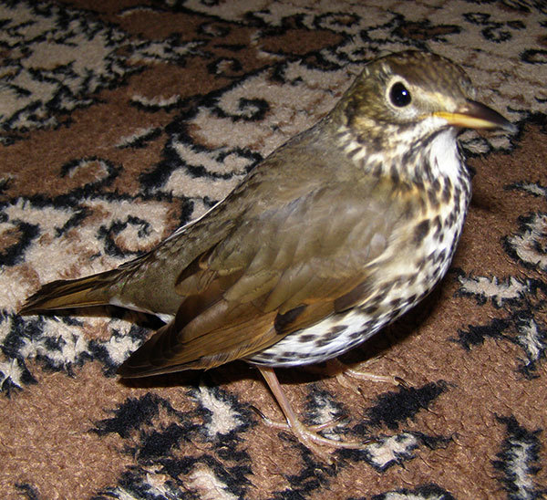http://content.foto.my.mail.ru/mail/hummel9/304/h-308.jpg