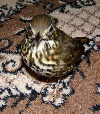http://content.foto.my.mail.ru/mail/hummel9/304/h-309.jpg
