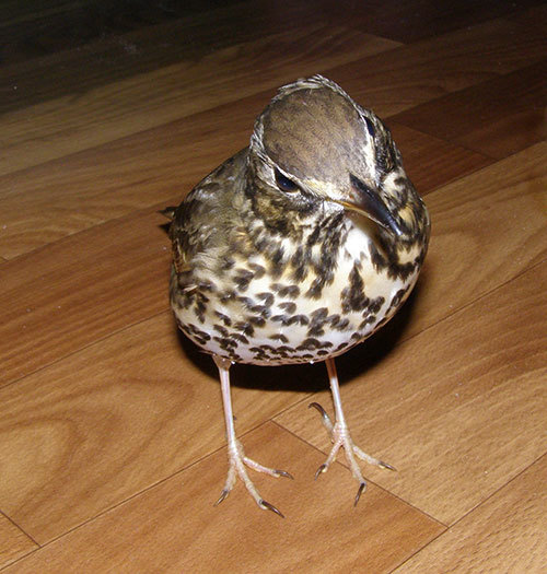 http://content.foto.my.mail.ru/mail/hummel9/315/h-317.jpg