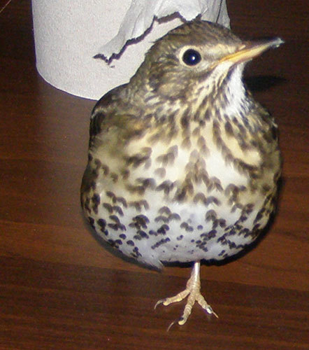 http://content.foto.my.mail.ru/mail/hummel9/315/h-318.jpg