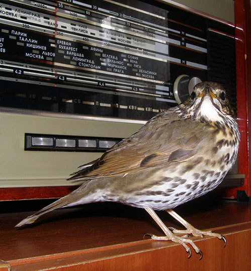 http://content.foto.my.mail.ru/mail/hummel9/315/h-320.jpg