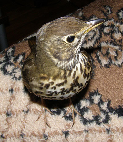http://content.foto.my.mail.ru/mail/hummel9/315/h-322.jpg