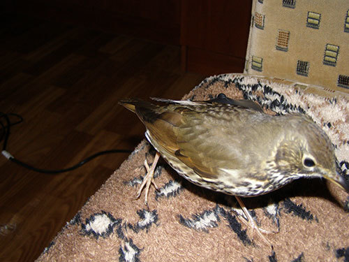 http://content.foto.my.mail.ru/mail/hummel9/315/h-324.jpg