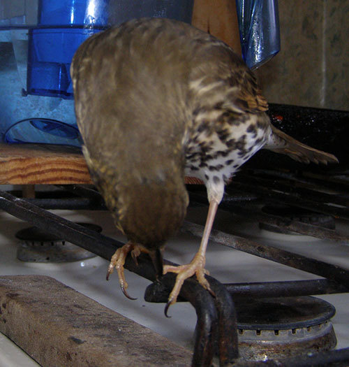 http://content.foto.my.mail.ru/mail/hummel9/315/h-325.jpg