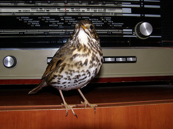 http://content.foto.my.mail.ru/mail/hummel9/315/h-326.jpg