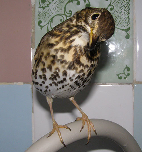 http://content.foto.my.mail.ru/mail/hummel9/315/h-331.jpg