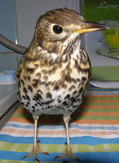 http://content.foto.my.mail.ru/mail/hummel9/315/h-332.jpg