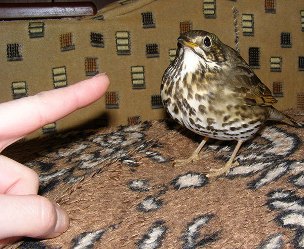http://content.foto.my.mail.ru/mail/hummel9/315/h-333.jpg