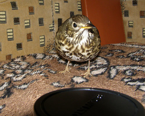 http://content.foto.my.mail.ru/mail/hummel9/315/h-334.jpg