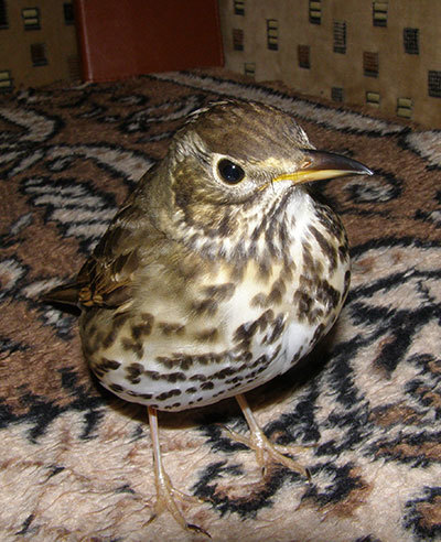 http://content.foto.my.mail.ru/mail/hummel9/315/h-335.jpg