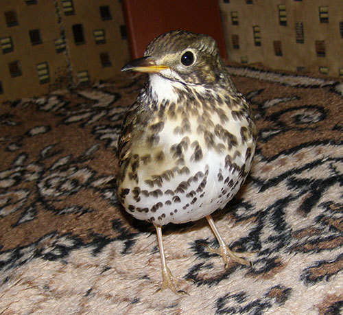 http://content.foto.my.mail.ru/mail/hummel9/315/h-336.jpg