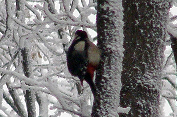 http://content.foto.my.mail.ru/mail/hummel9/315/h-342.jpg