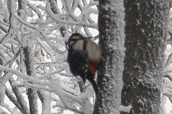 http://content.foto.my.mail.ru/mail/hummel9/315/h-344.jpg