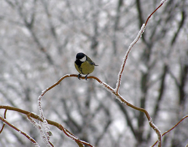 http://content.foto.my.mail.ru/mail/hummel9/315/h-350.jpg