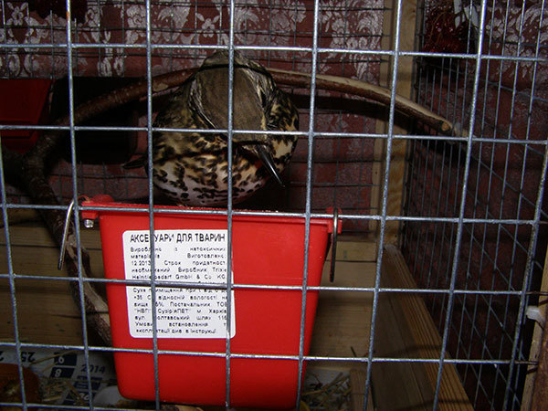 http://content.foto.my.mail.ru/mail/hummel9/315/h-356.jpg