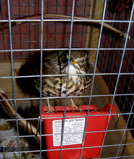http://content.foto.my.mail.ru/mail/hummel9/315/h-357.jpg
