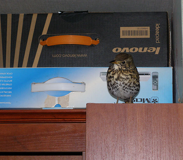 http://content.foto.my.mail.ru/mail/hummel9/315/h-360.jpg