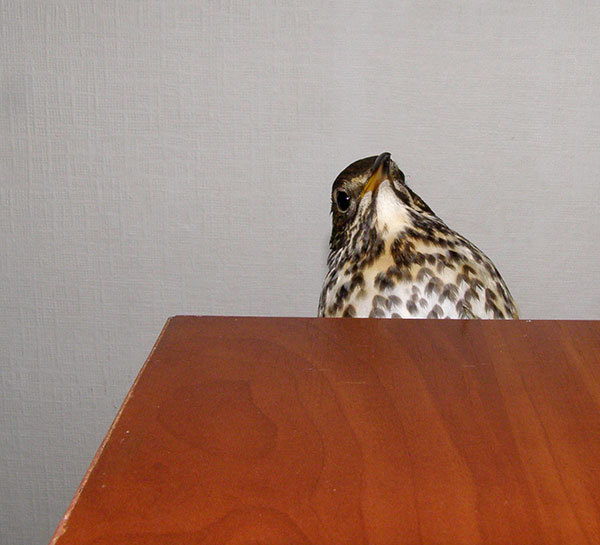 http://content.foto.my.mail.ru/mail/hummel9/315/h-361.jpg