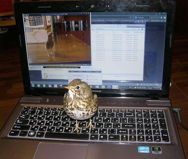 http://content.foto.my.mail.ru/mail/hummel9/315/h-365.jpg