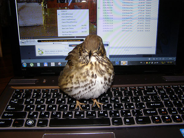 http://content.foto.my.mail.ru/mail/hummel9/315/h-366.jpg
