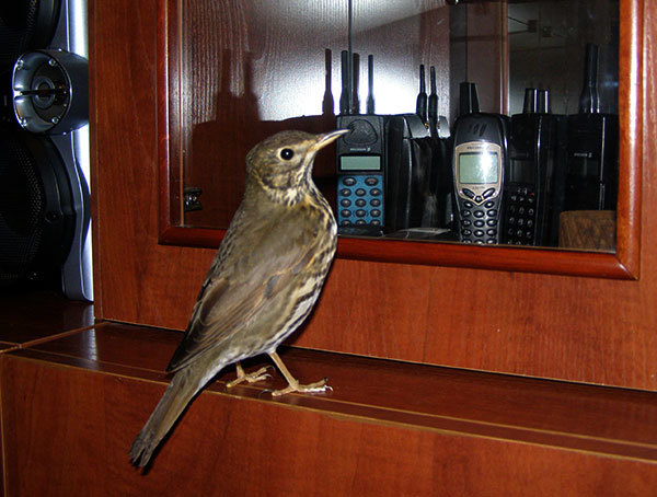 http://content.foto.my.mail.ru/mail/hummel9/315/h-368.jpg