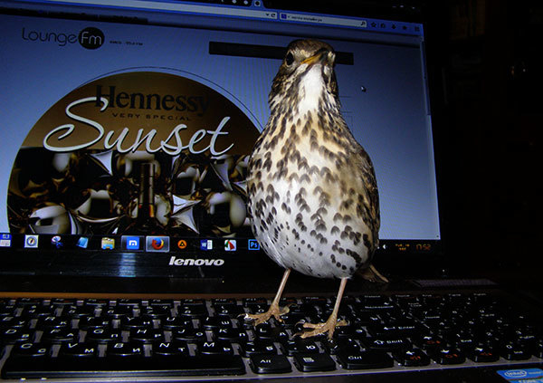 http://content.foto.my.mail.ru/mail/hummel9/315/h-370.jpg