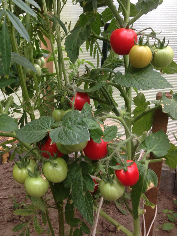 Балконное чудо - Б — сорта томатов - tomat-pomidor.com - отзывы на форуме