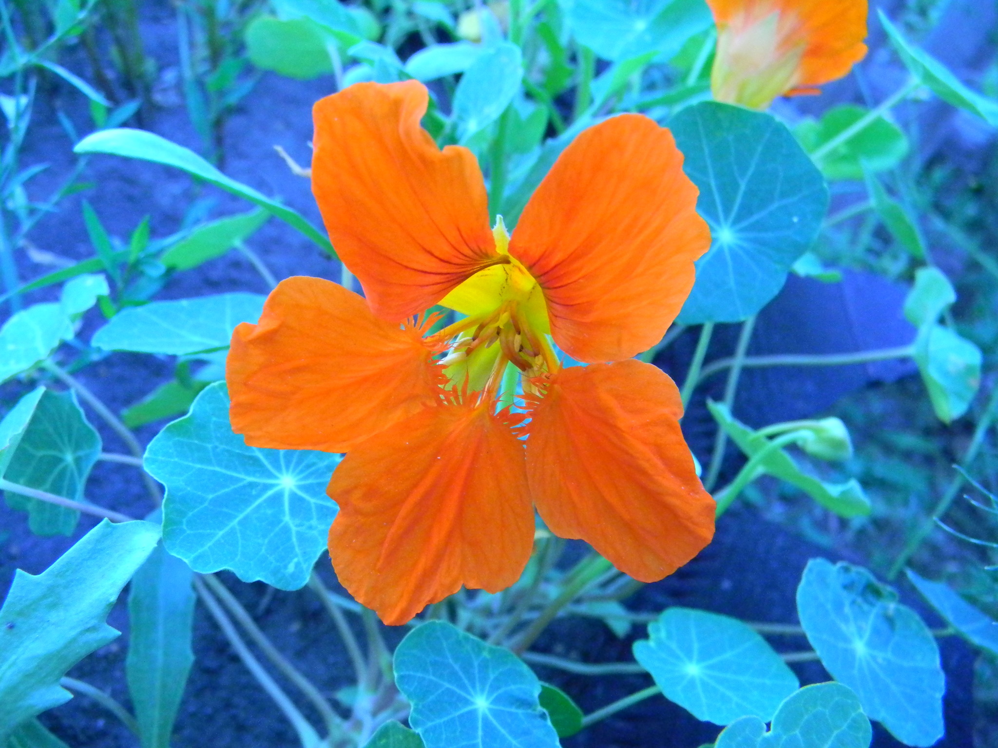 Настурция, или Капуцин (Tropaeolum)