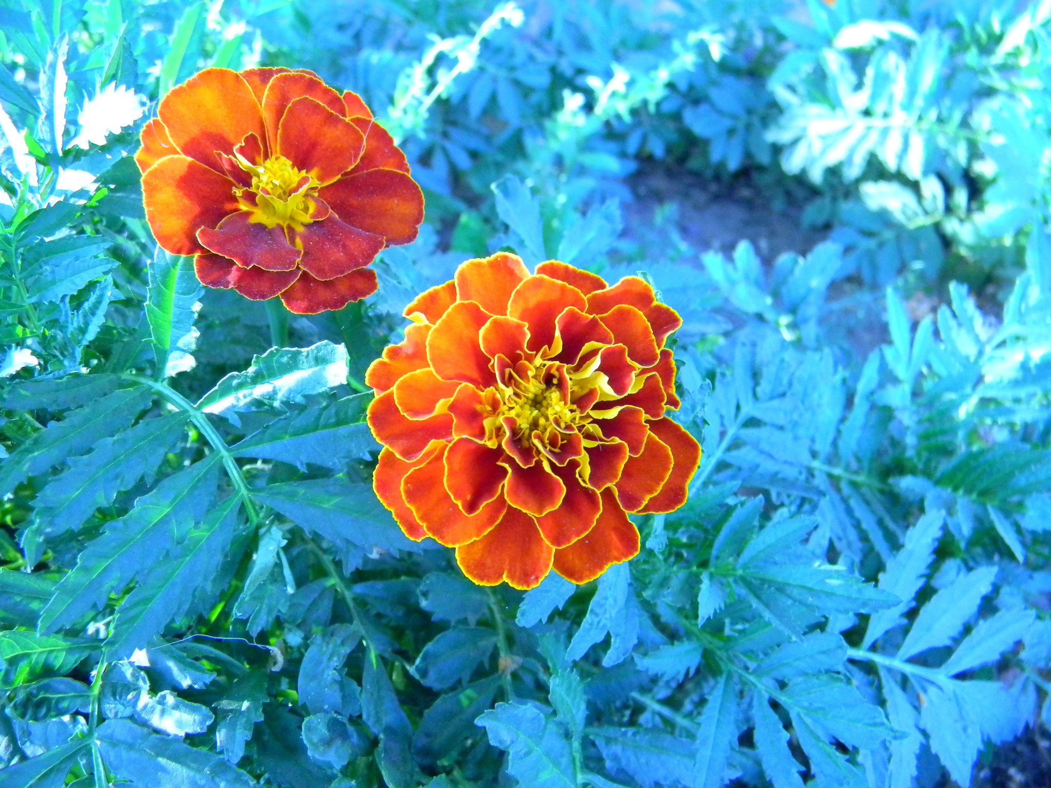 Бархатцы или тагетес (Tagetes)