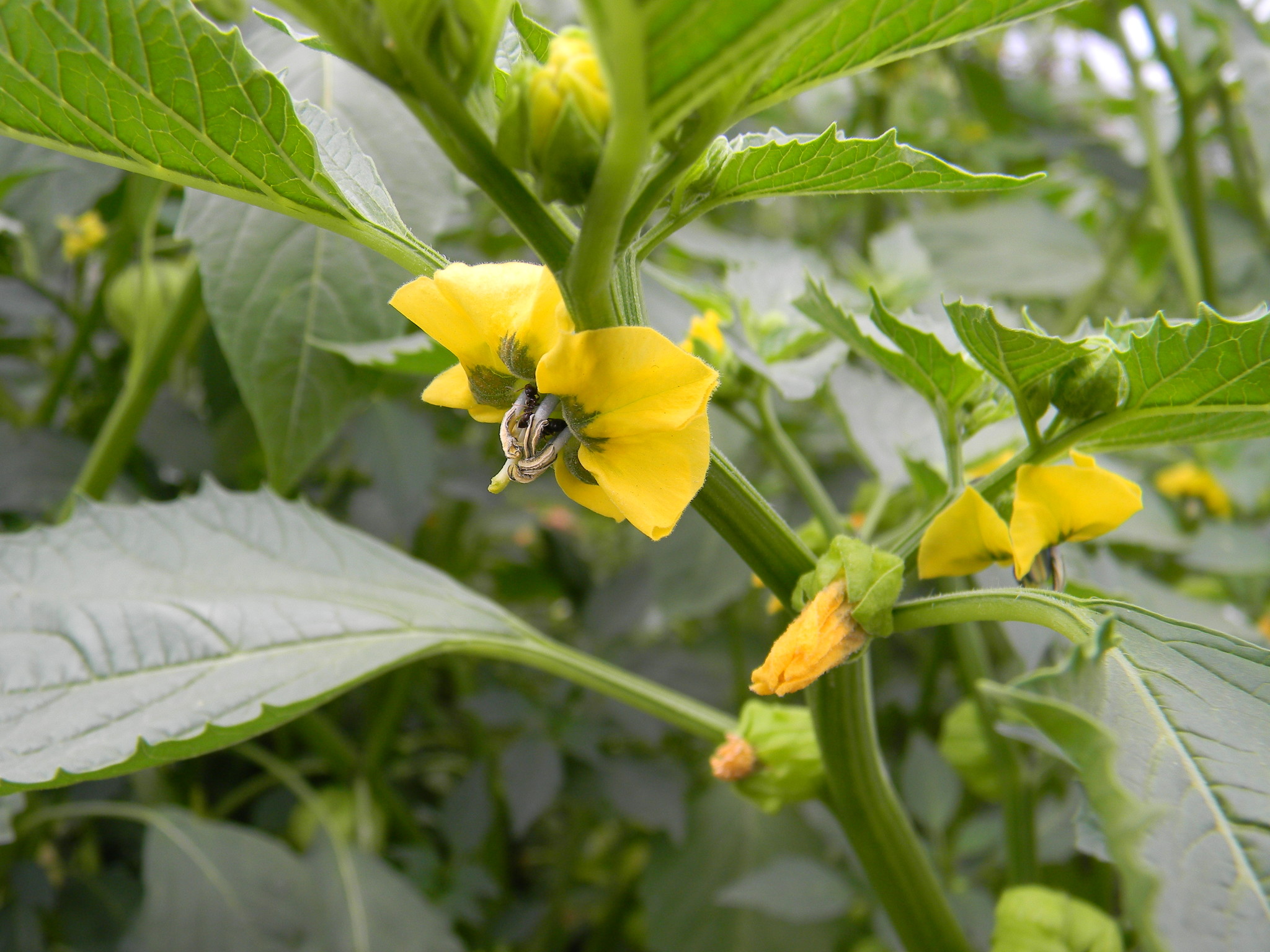 Физалис (Physalis)