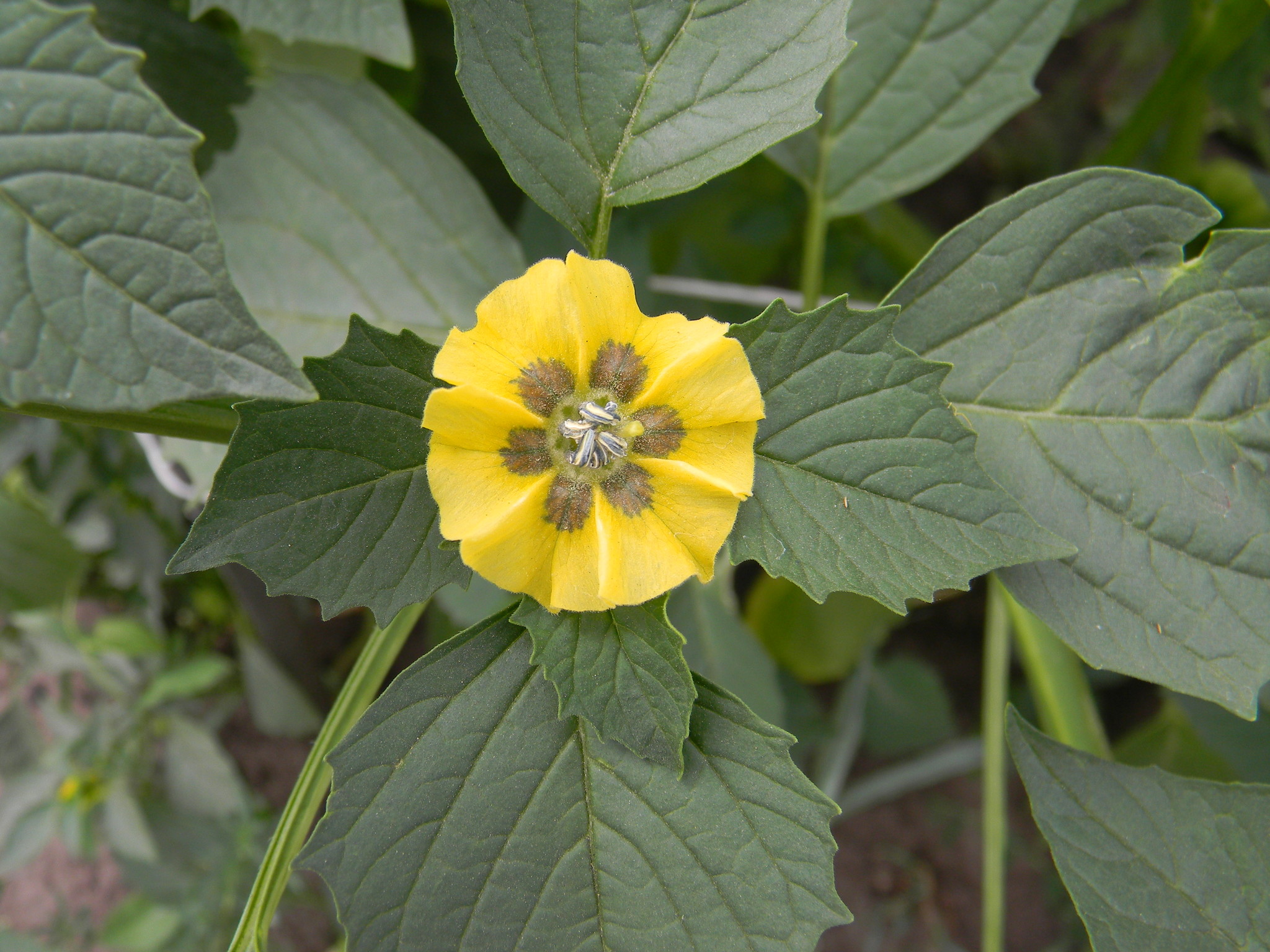 Физалис (Physalis)