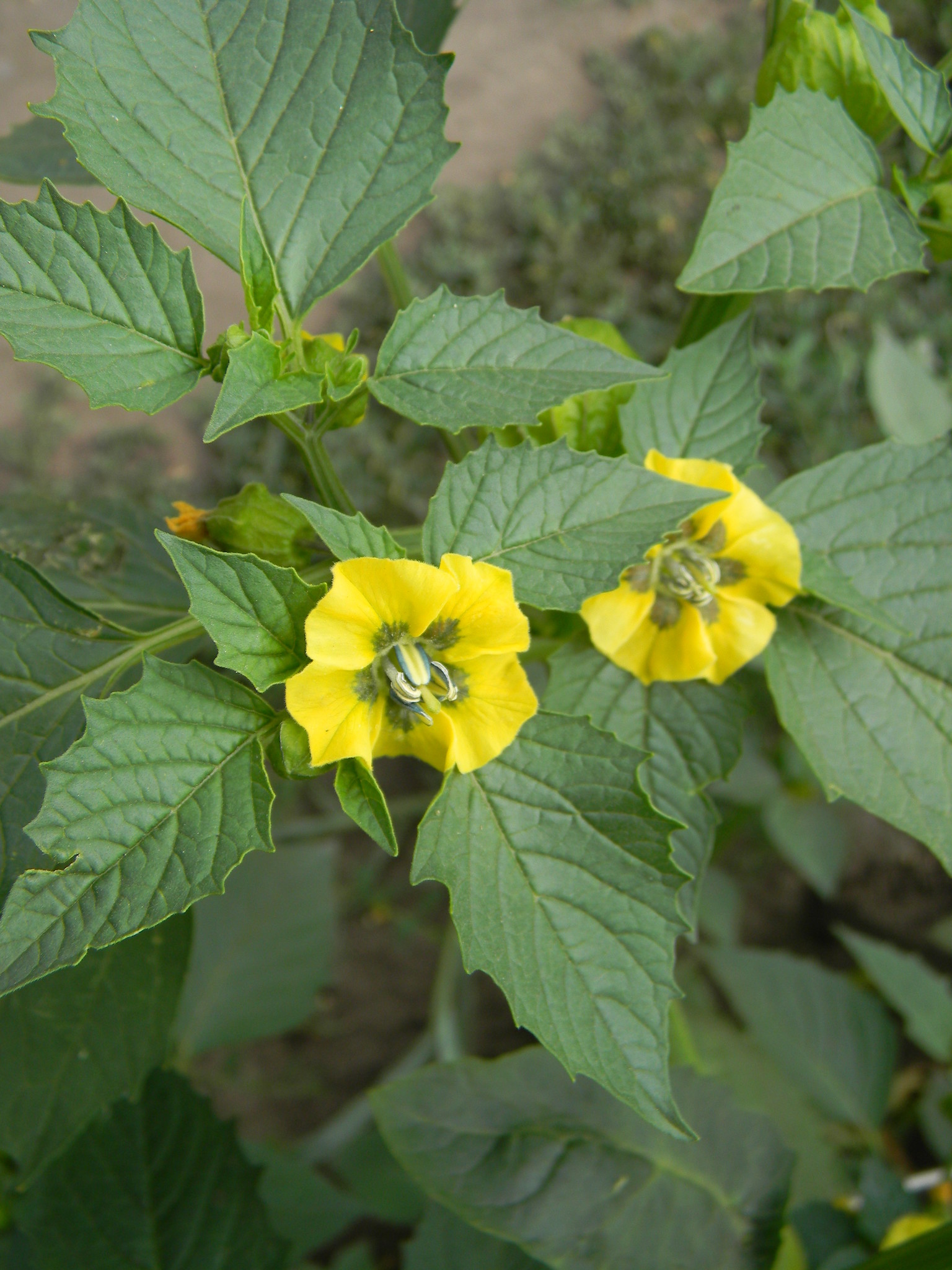 Физалис (Physalis)