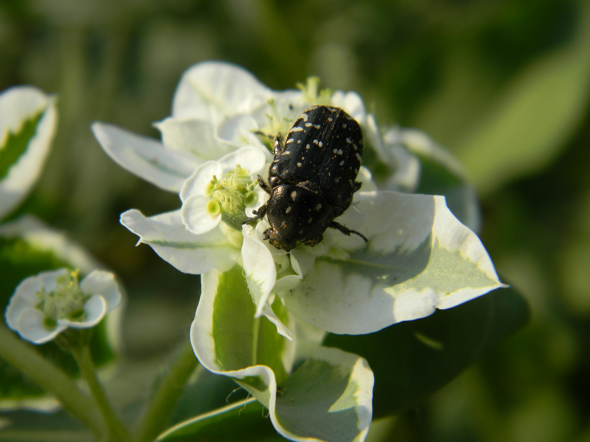 Бронзовка вонючая (Oxythyrea funesta)