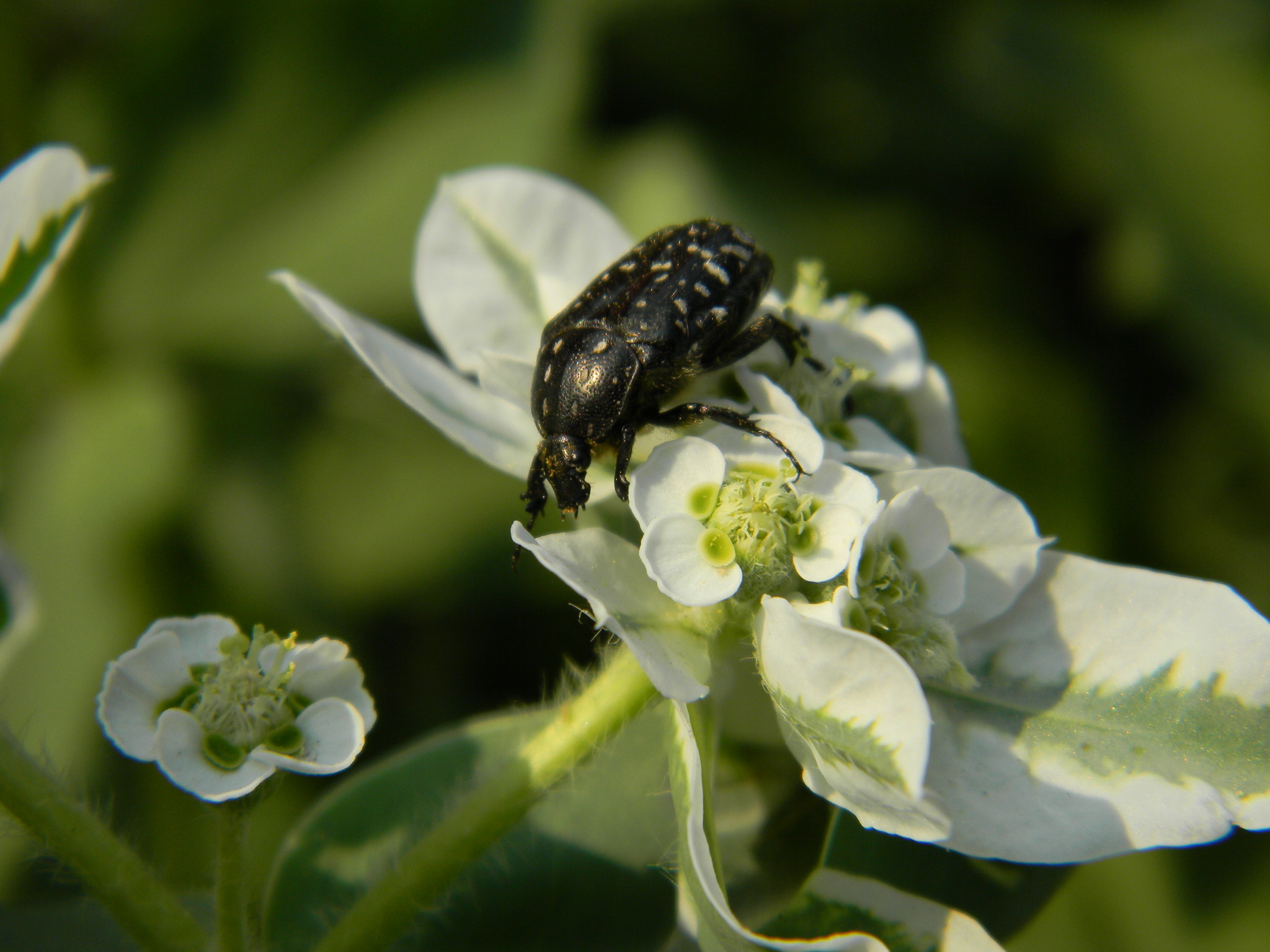 Бронзовка вонючая (Oxythyrea funesta)