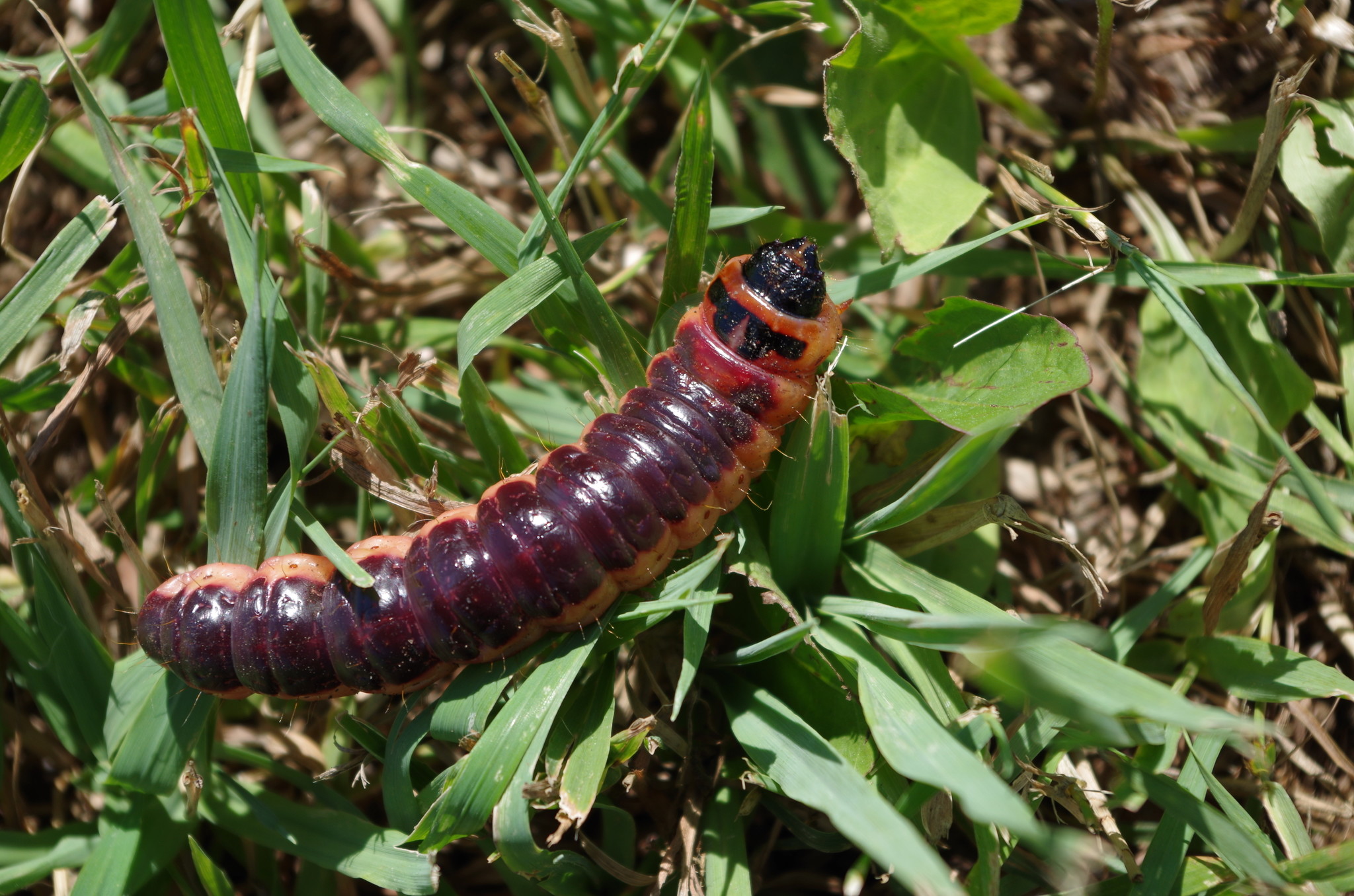 Гусеница древоточца пахучего (Cossus cossus)