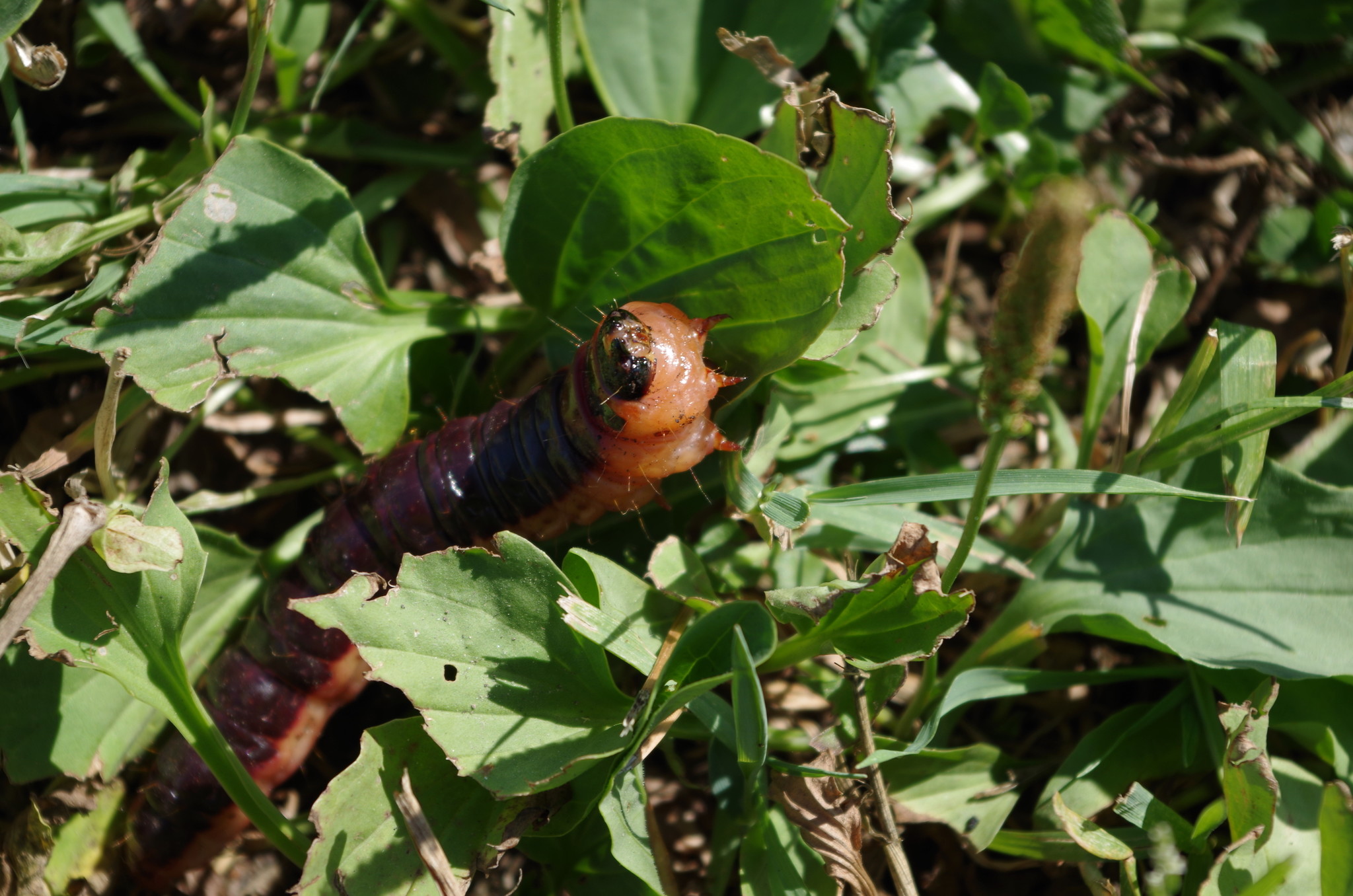 Гусеница древоточца ивового (Cossus cossus)